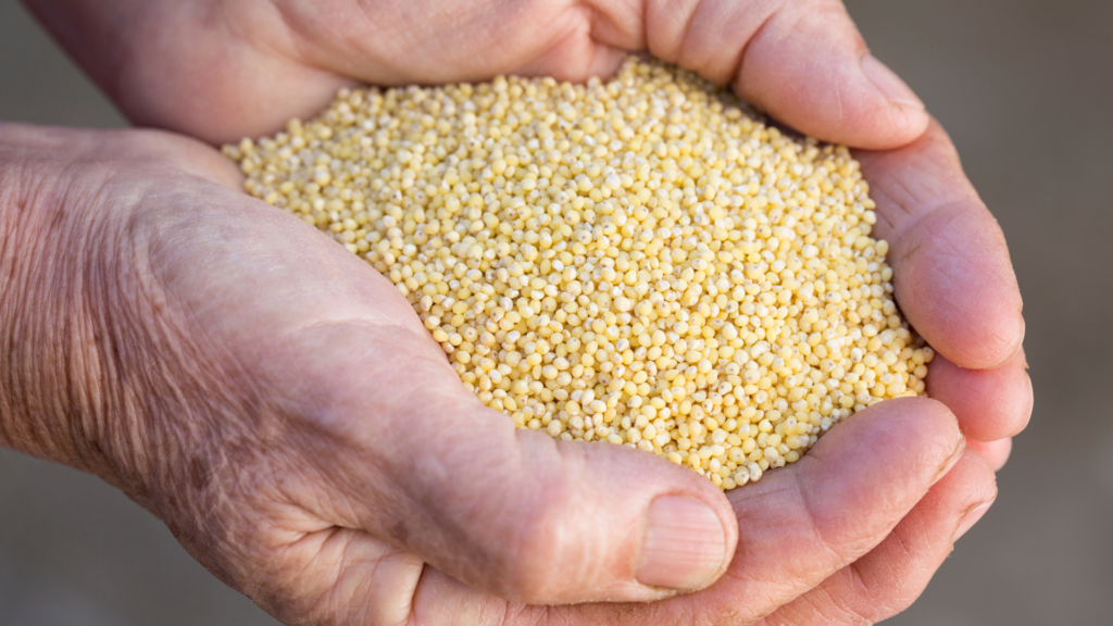 Millet Hulled in Farmers hands, also called Millet groats.