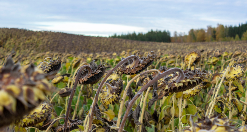 2025 sunflowers are expected to yield more than in previous year