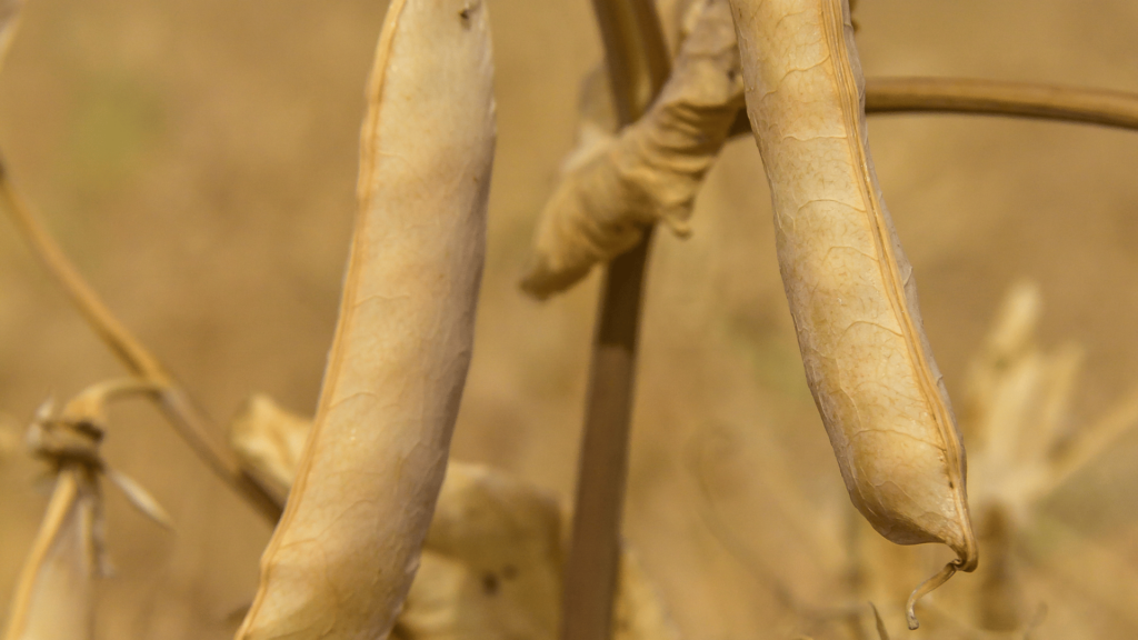 Yellow Peas before harvest