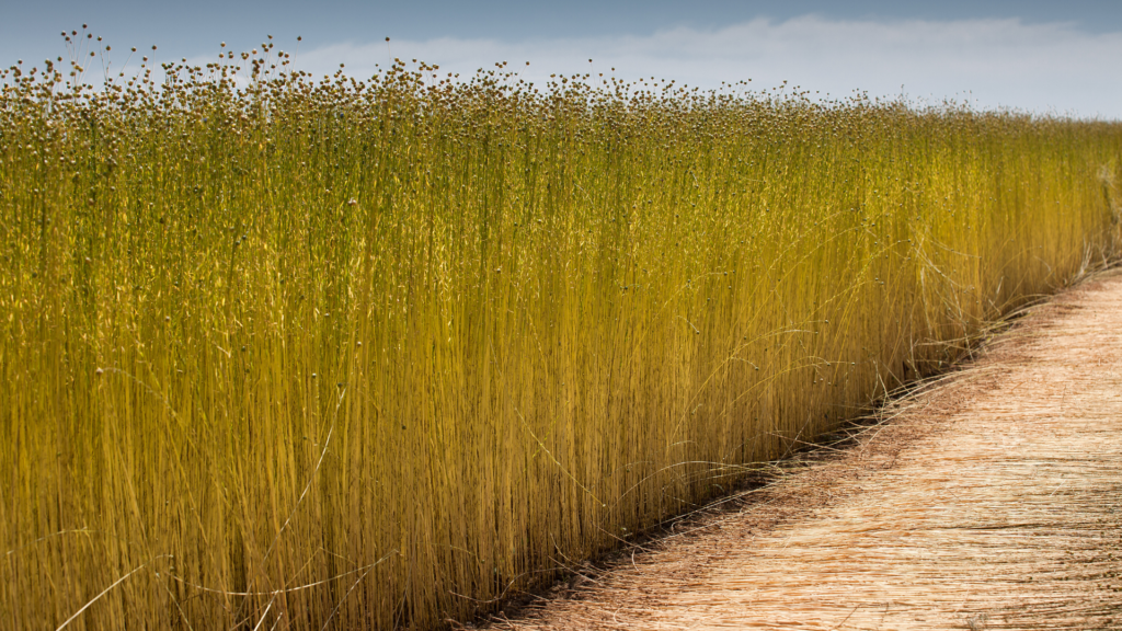 Flaxseed almost ready to harvest