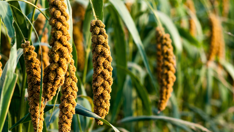 Millet ready to harvest