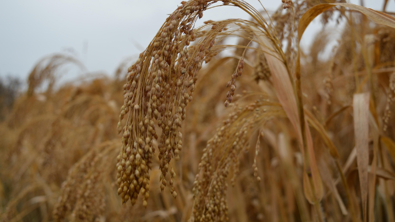 Millet ready to harvest