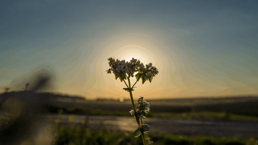 Buckwheat Plant _ Sunset