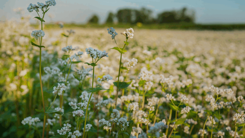 Buckwheat Plant - blooming