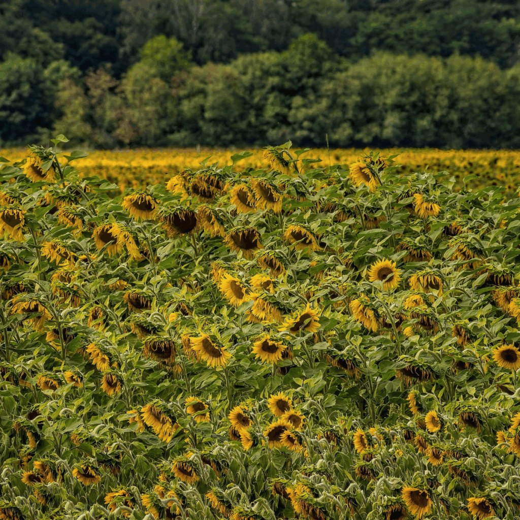 Sunflower fields in Eastern Europe – main origin of sunflower kernel production.
