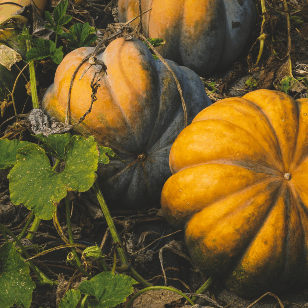 Oil pumpkin crop in the field, raw material for hull-less pumpkin seeds (GWS)