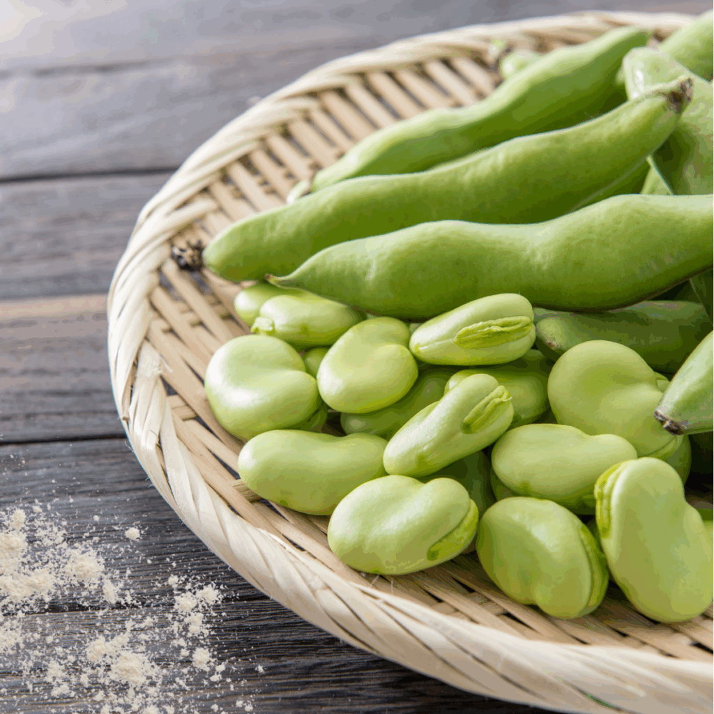 Faba beans (broad beans) used as the raw material for native faba bean flour