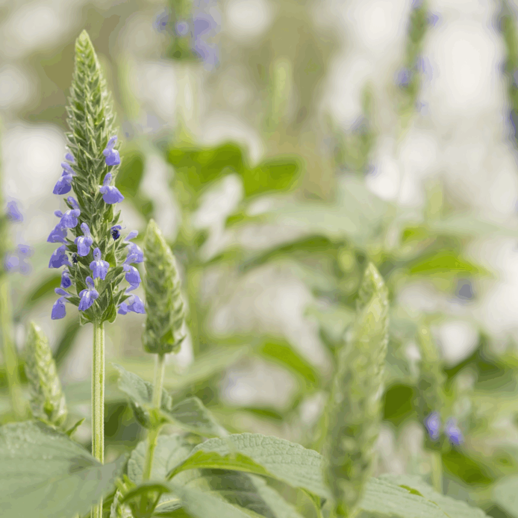 Chia plant in bloom in the field, Paraguay supply context