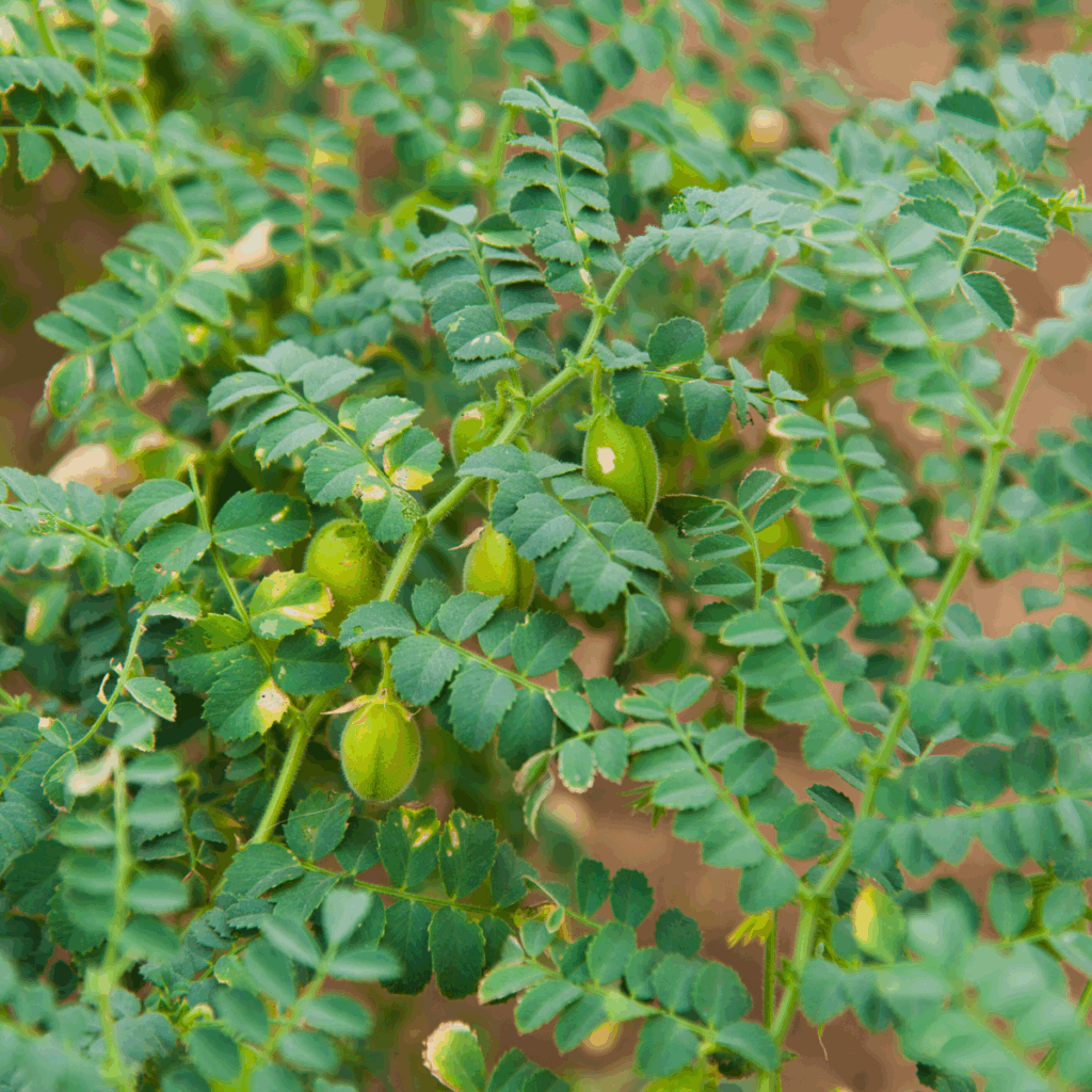 Chickpeas fields in Europe.