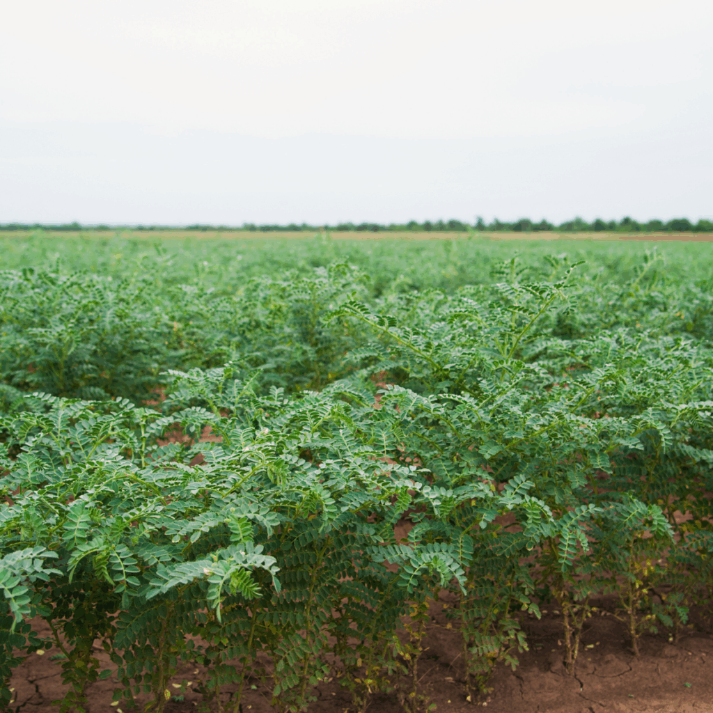 Chickpeas Crops in Canada