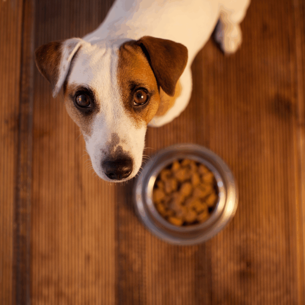 Pet food production uses extrusion; extruded flour supports kibble consistency and processing stability