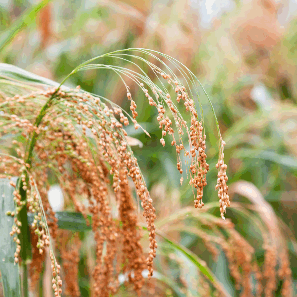 Proso / Millet Plant