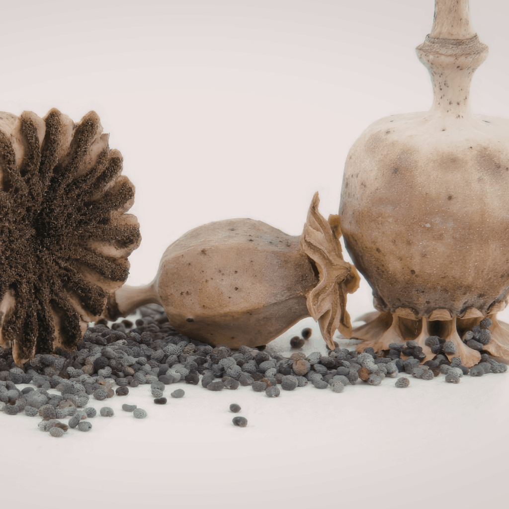 Blue poppy seed pods and blue poppy seeds, Czech Republic benchmark origin