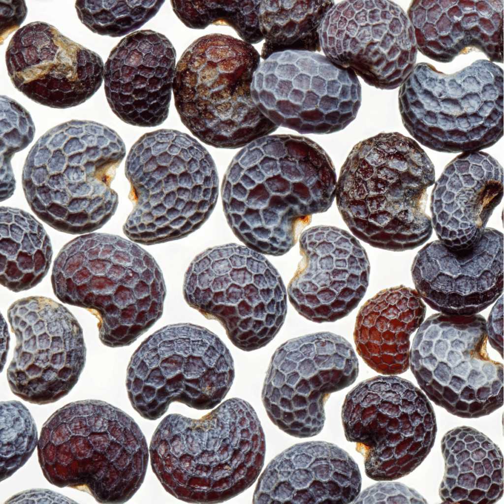 Blue poppy seeds close-up showing seed condition and lot uniformity