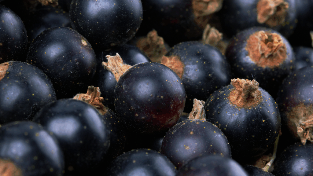 Blackcurrant Fiber