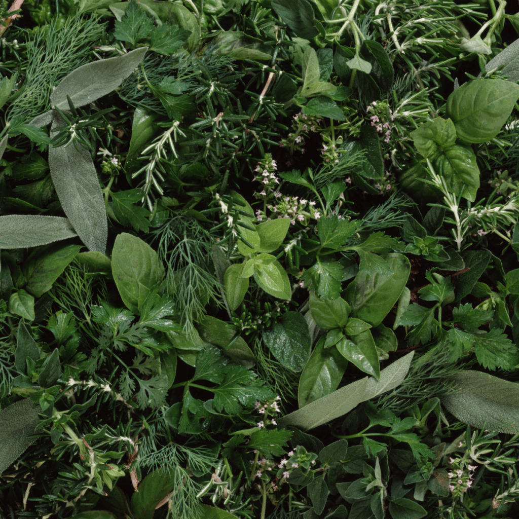 Fresh herbs used in food manufacturing, including parsley, dill, thyme and basil