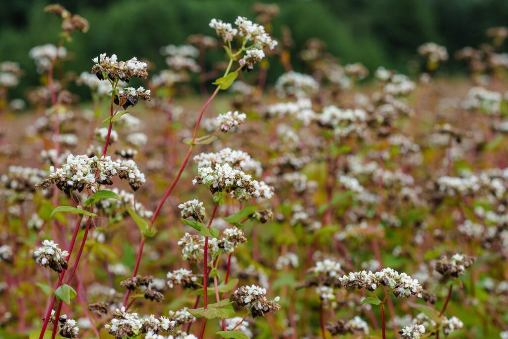 Buckwheat flower on the field